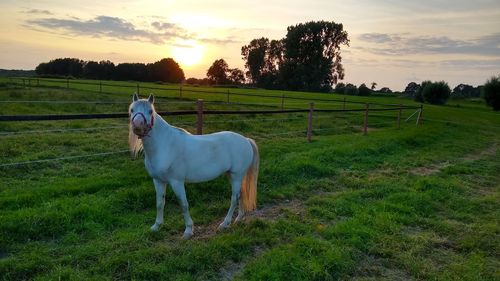 Horse on field against sky during sunset