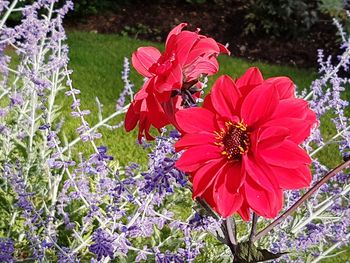 Close-up of flowers blooming outdoors