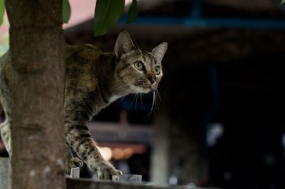 Close-up of a cat looking away