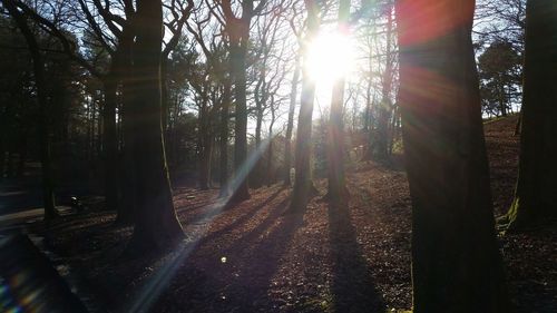 Sun shining through trees