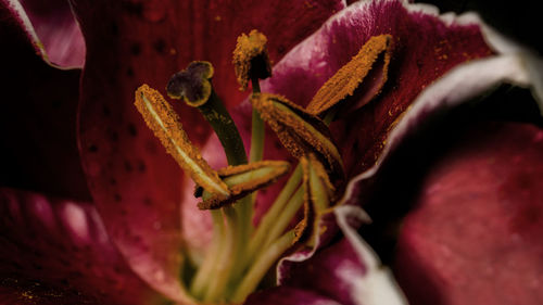 Close-up of red flower