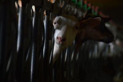 Close-up portrait of cow