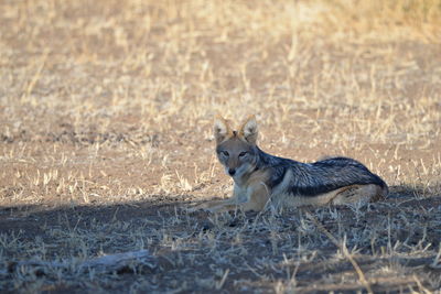 Side view of an animal on grass