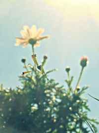 Close-up of flowers blooming outdoors