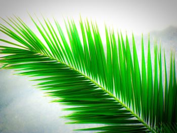 Close-up of palm leaves