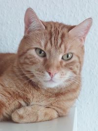 Close-up portrait of a cat