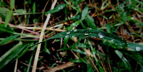 Close-up of raindrops on leaf