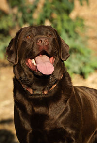 Close-up of a dog looking away