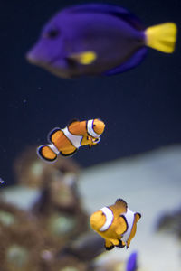 Close-up of fish swimming in sea