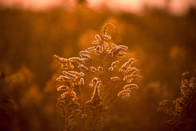 Close-up of plant on field against sky during sunset