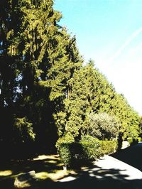 Trees against clear sky