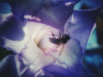 Close-up of insect on flower