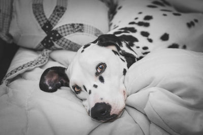 Close-up portrait of dog lying on bed at home