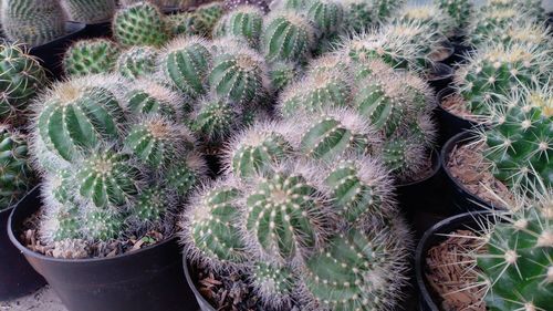 High angle view of cactus plants on field