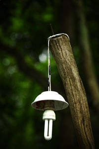 Low angle view of electric lamp hanging on pole in forest