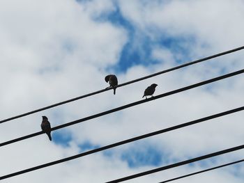 Birds on the electric line