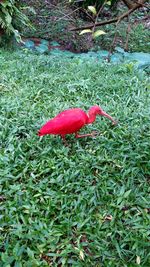 Close-up of red mushroom on grass