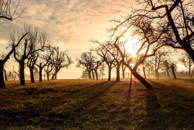 Bare trees on field against sky during sunset