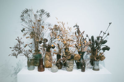 Close-up of potted plant against on table white wall