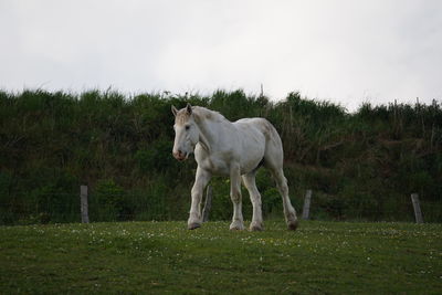 Horse standing on grassy field