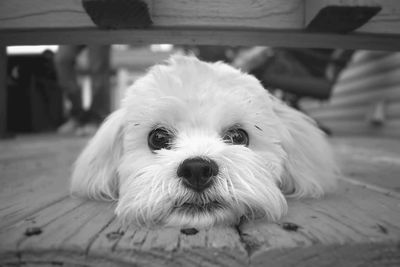 Close-up portrait of dog