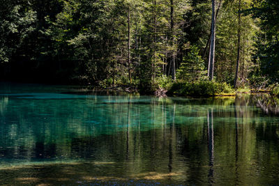 Scenic view of lake in forest