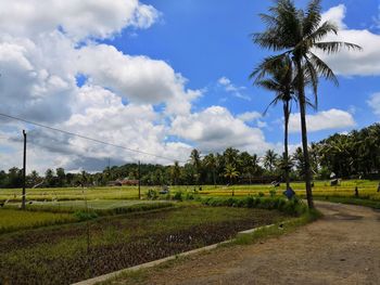 Scenic view of agricultural field against sky