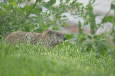 Rabbit on grassy field