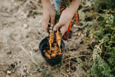 Person holding carrots on field