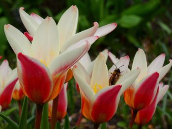 Close-up of flowers blooming outdoors