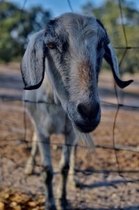 Portrait of horse on field