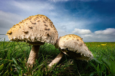 Close-up of mushrooms growing on field