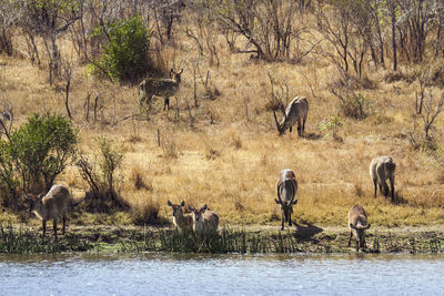 Antelope standing at lakeshore in forest