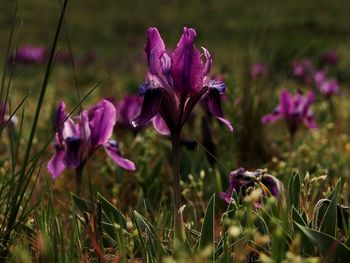 Close-up of pink flowers blooming in field