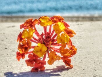 Close-up of flowers on beach