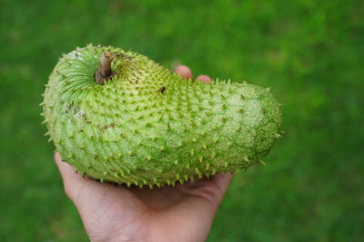 Close-up of hand holding fruit