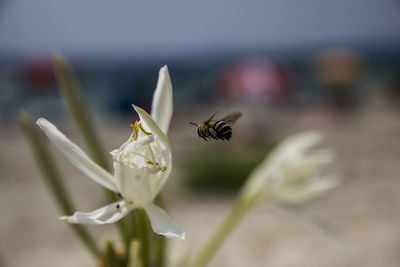 Close-up of bee pollinating on flower