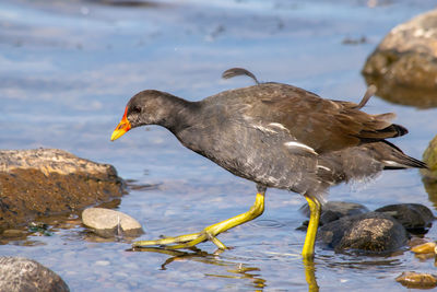 Duck on rock by lake