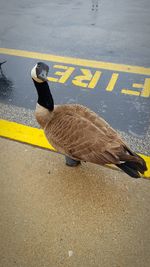 High angle view of bird perching on road