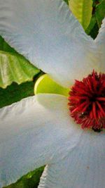 Close up of red flower
