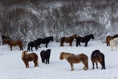 Horses on snow covered field