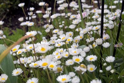 Close-up of white daisies blooming outdoors