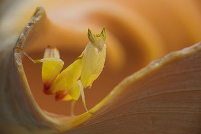 Close-up of yellow flowering plant