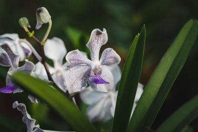 Close-up of purple flowers