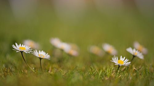 Close-up of white daisy flowers on field