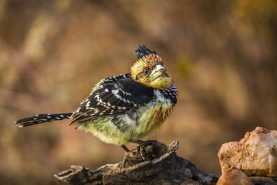 Close-up of bird perching on rock