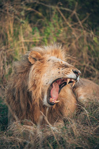 Close-up of a cat yawning