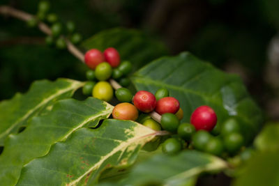 Close-up of red berries growing on tree