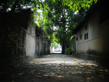 View of trees along buildings