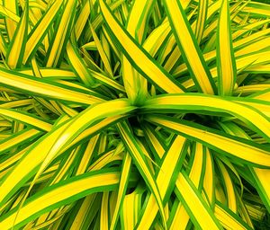 Full frame shot of palm leaves